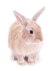 Cute rabbit, isolated on white