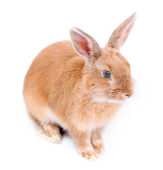 Cute rabbit, isolated on white