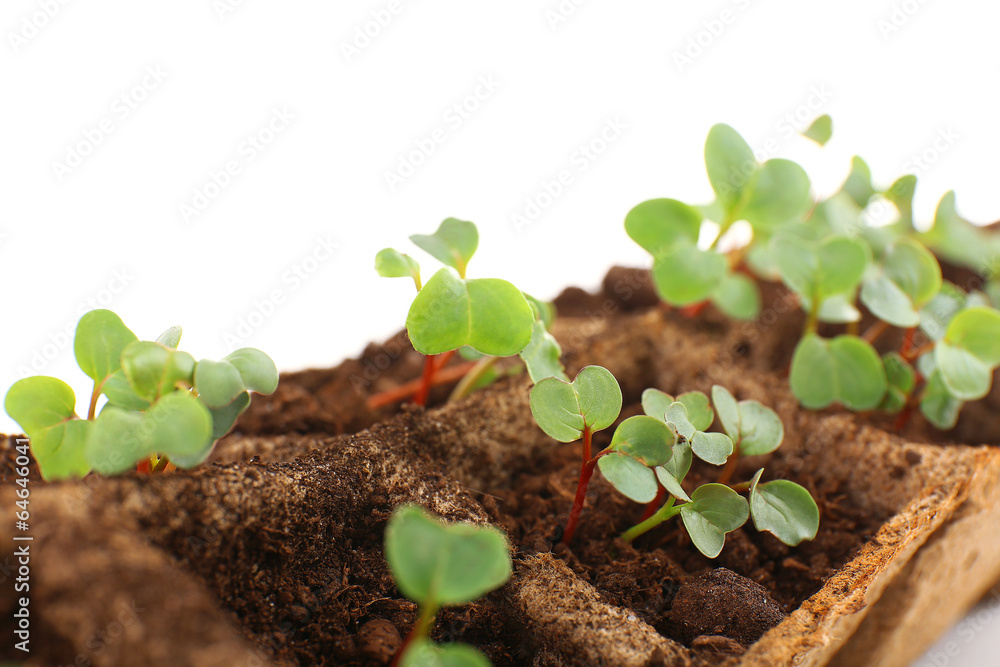 Sticker Young seedlings of radish in tray close up