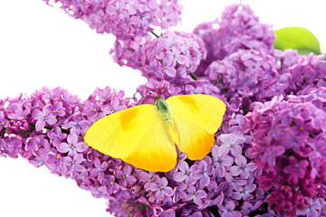 Panele Szklane Podświetlane  Piękny motyl siedzący na kwiatach bzu, na białym tle