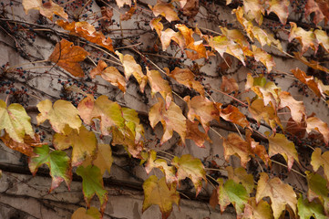 l'autunno e i suoi colori