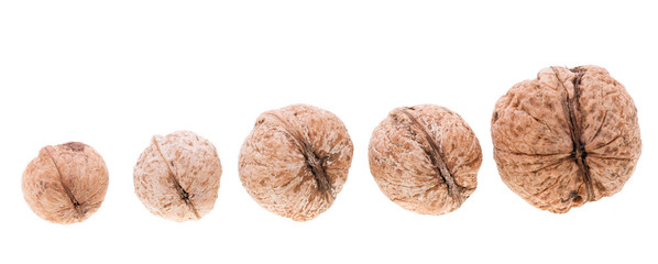 Walnut on white background. Close-up view.