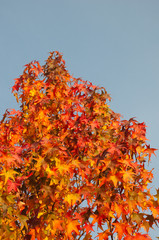 l'autunno e i suoi colori