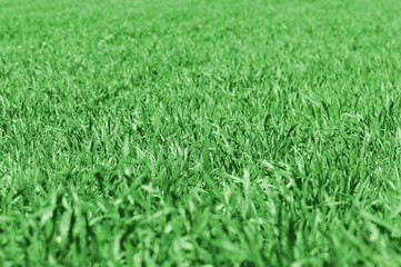 Green grass