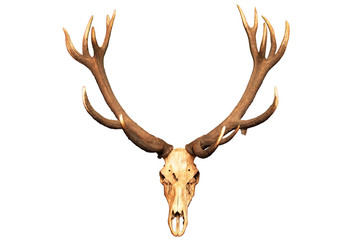 Antlers and skull isolated on white background © Petkov