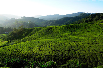 Fototapeta premium Tea Plantation on Mountain