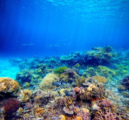 Naklejka na ściany i meble Underwater scene. Coral reef, colorful fish and sunny sky shinin