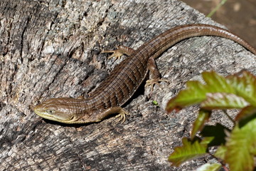 Southern Alligator Lizard