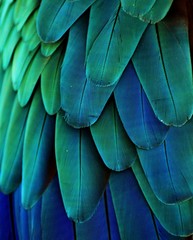 Obraz premium Pióra Ara (Niebieski / Zielony)