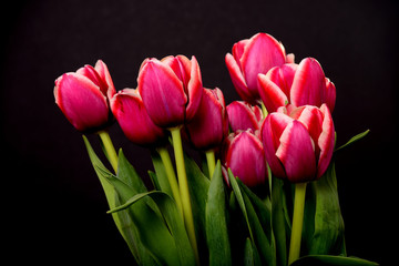 Crimson and White Tulips