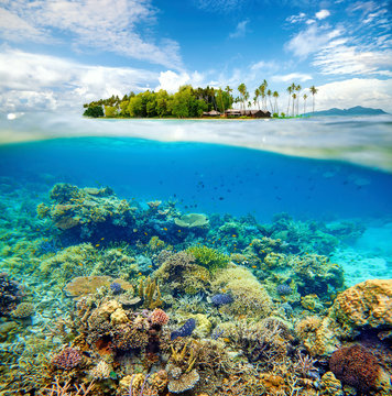 Fototapeta Beautiful Coral reef