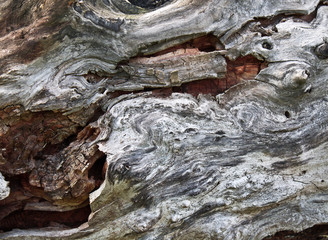 Texture of the old dry wood