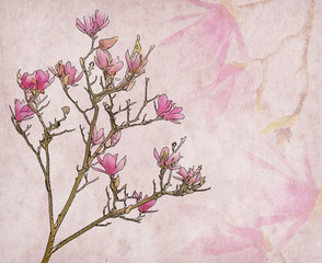 Pink magnolia flowers on old paper background