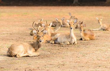Deer