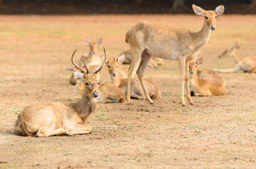 Group of Deer sit and stand
