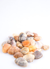 A group of seashells over white background
