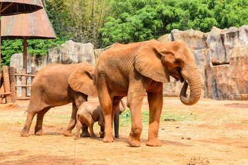 Naklejka na ściany i meble Elephant Africa in Zoo