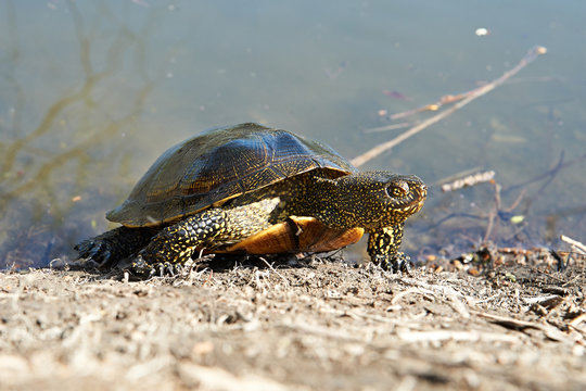 Swamp turtle
