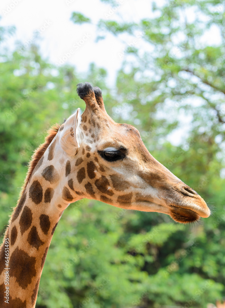 Wall mural giraffe