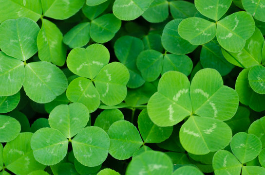 Carpet of green three-leaf clover cover a meadow