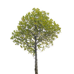 Fototapeta premium plant tree