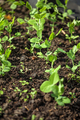 Green peas