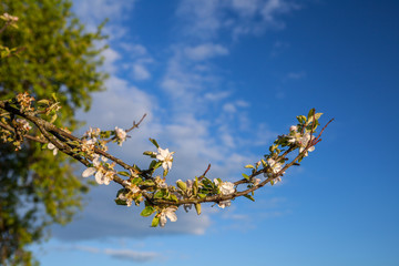 Apple blossoms