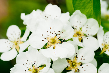 Obraz premium closeup of the white pear blossom in spring