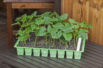 Young runner bean plants in seed pots with shed background.