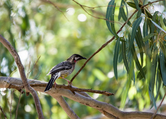 Fototapeta premium Wattlebird on branch