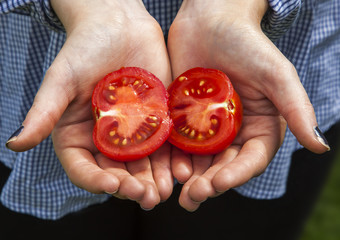 Fresh ripe red tomato cut in half, in gardener's hands.