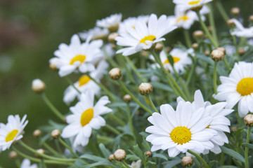 daisies in the nature
