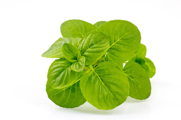 mint leaves isolated on white background