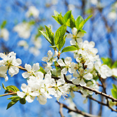 Obraz premium branch of cherry blossoms