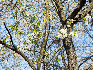 Fototapeta premium sprigs of cherry blossoms and old trunks
