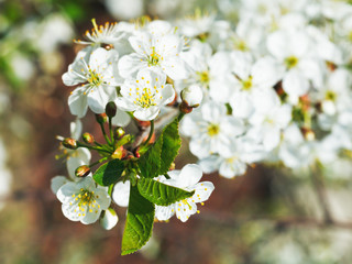 white flowers on cherry tree twig close up