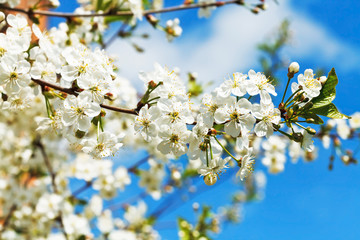 Obraz premium branch of cherry blossoms and white cherry flowers