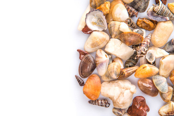 A group of seashells over white background