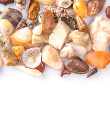 A group of seashells over white background