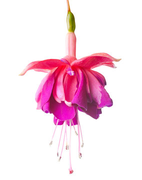 blossoming lilac a fuchsia, isolated on white background, `Rocke