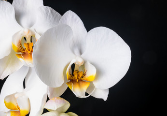 Fototapeta na wymiar Blooming beautiful white orchid, phalaenopsis on a black backgro