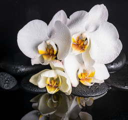 Spa concept of beautiful white with yellow orchid (phalaenopsis)