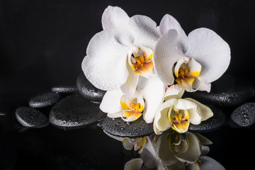 Fototapeta na wymiar Spa concept of beautiful white with yellow orchid (phalaenopsis)