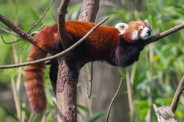 Plexiglas keuken achterwand Panda Rode Panda, Firefox of Kleine Panda