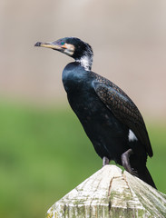 Cape Cormorant