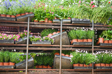 tidy Potted flowers on shelves