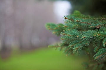 ветка хвойного дерева © dina777