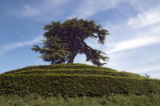 France, Caen - C&egrave;dre du Liban