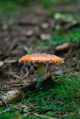 fly agaric