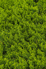 Obraz premium Background of Pine tree branches Vertical Shot